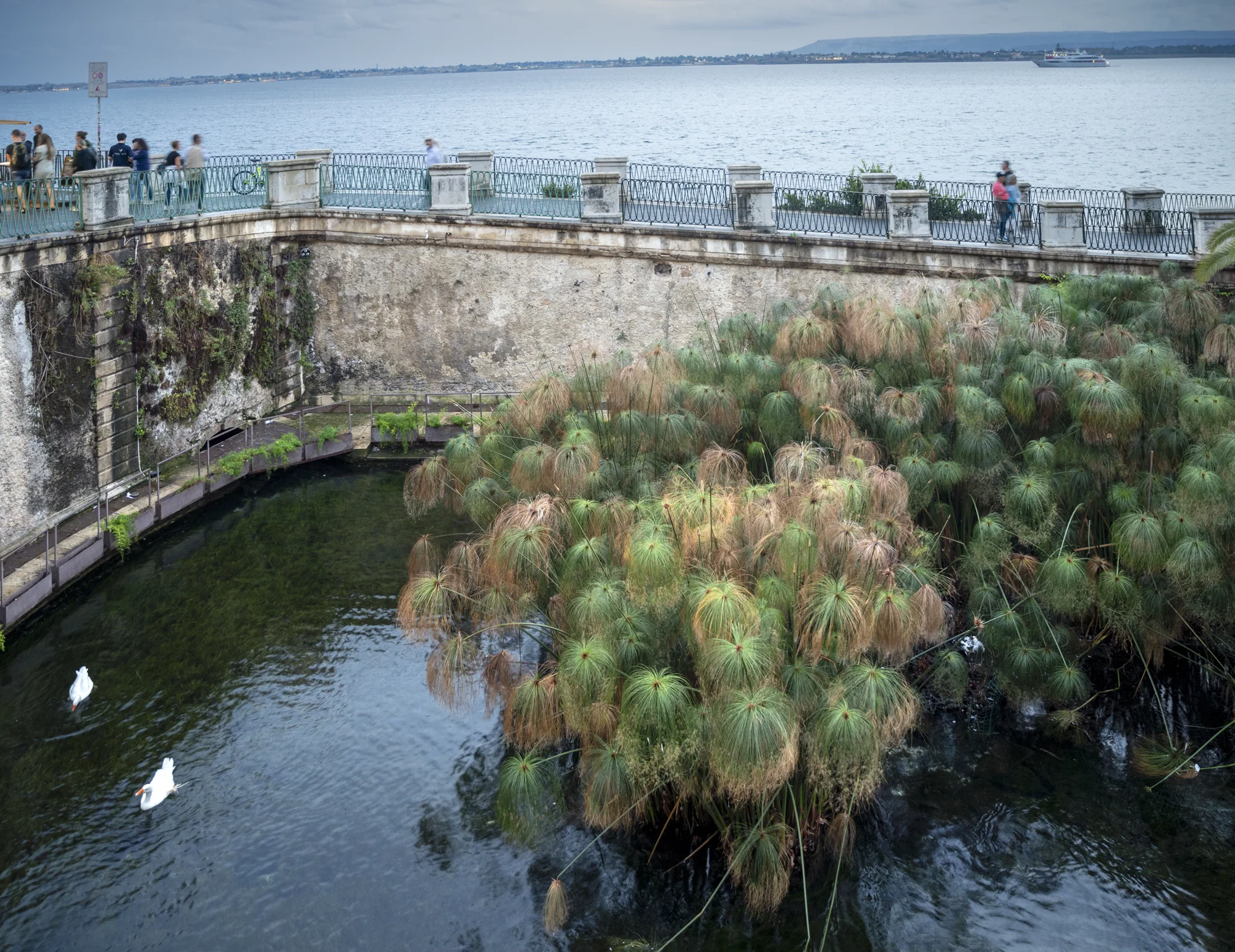 Bassin, papyrus et mer à la Fonte Aretusa d’Ortigia